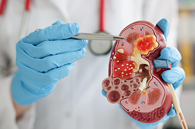 Médico apontando para esquema do coração | Saúde da criança e do adolescente